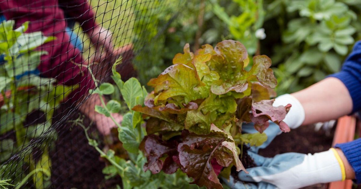 Cr Er Un Potager Dhiver Conseils Pratiques