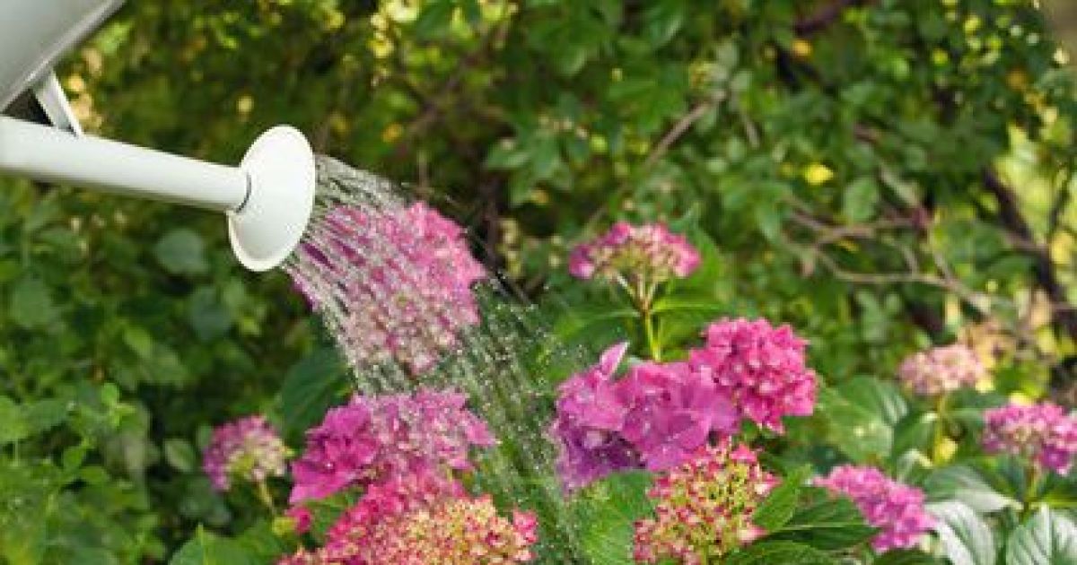 D Placer Un Hortensia Quand Et Comment Le Transplanter