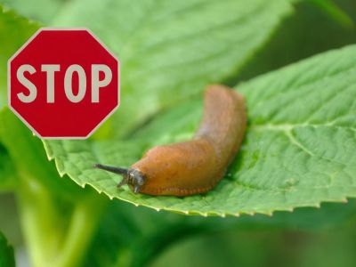 5 astuces simples pour éloigner les limaces de votre jardin !