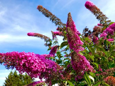 Faites attention à cette plante qui peut être un poison pour votre jardin !