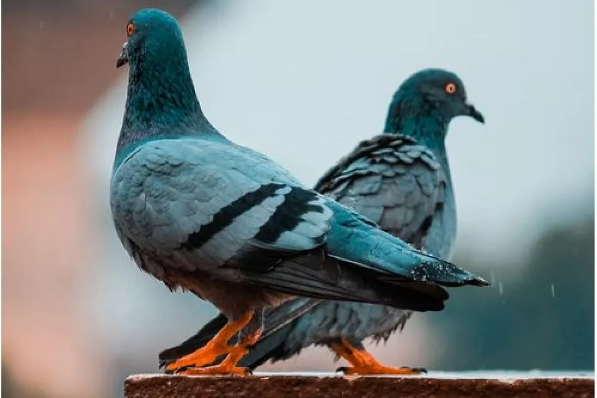 Les astuces pour faire fuir les pigeons naturellement