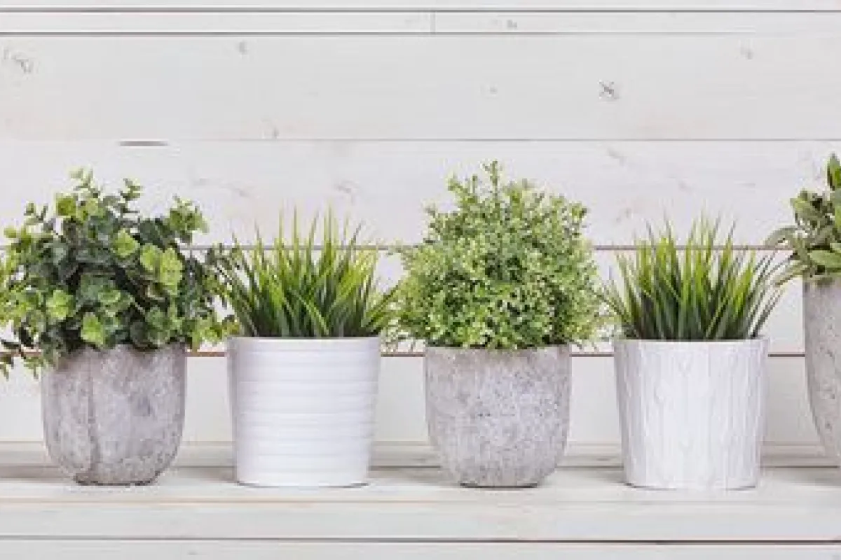 Jardiner en appartement : comment s'organiser ? – Blog BUT
