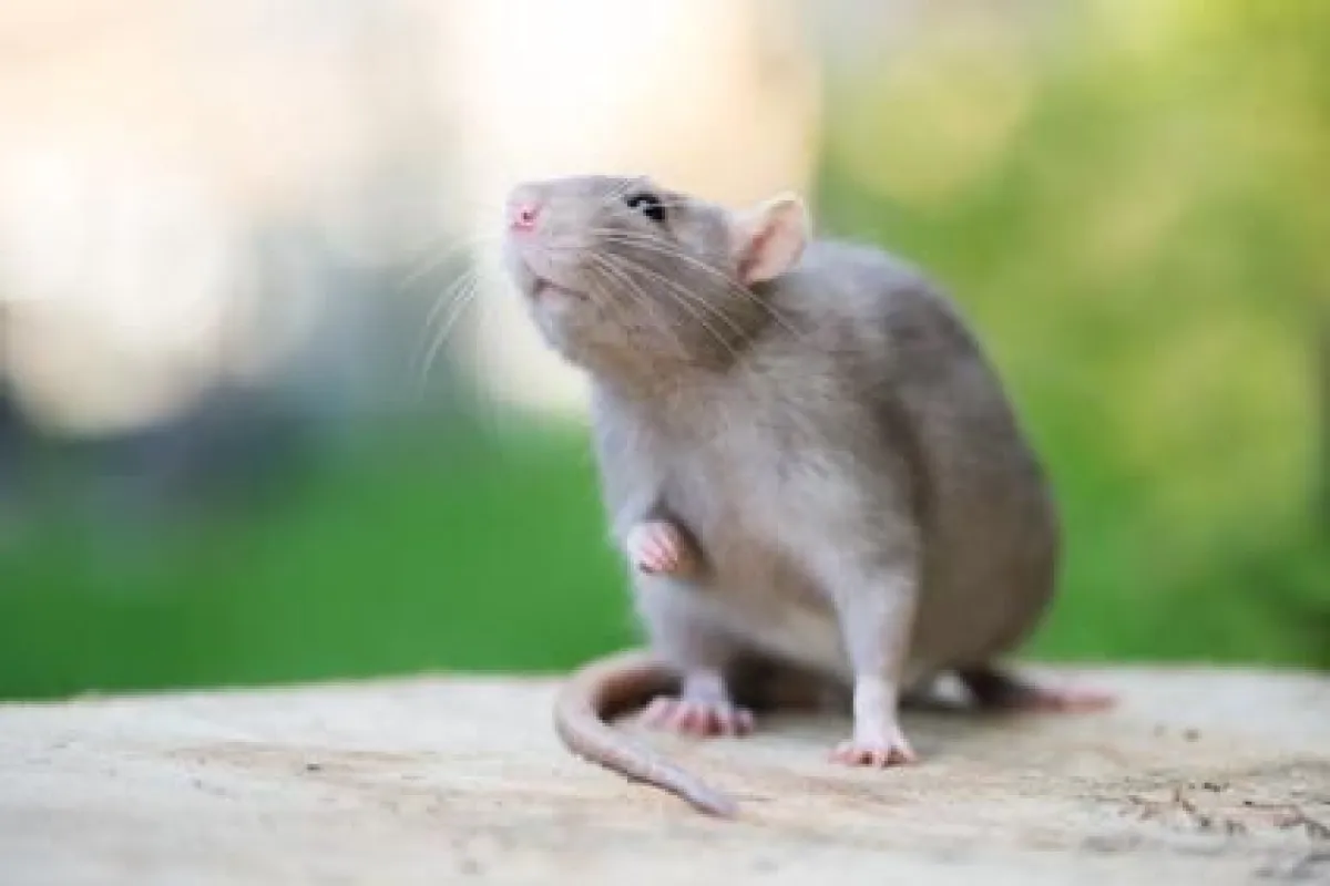 Appareils à ultrason anti souris et anti rats ? Notre avis d'expert 