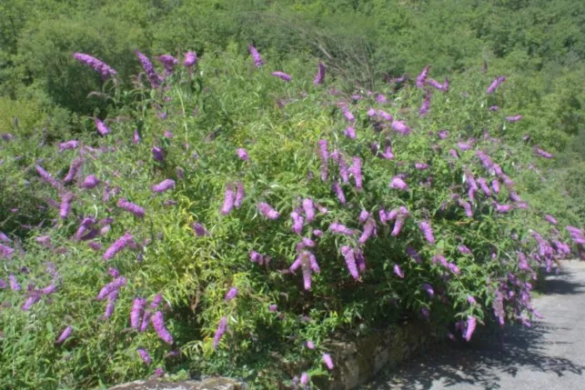 La croissance rapide de la buddleia peut endommager les plantes alentours