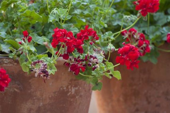 Garder Et Proteger Vos Geraniums L Hiver