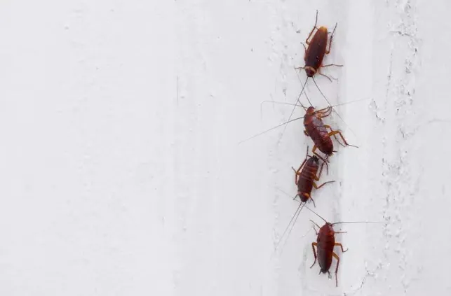 Invasion d’insectes coléoptères dans une maison : que faire ?