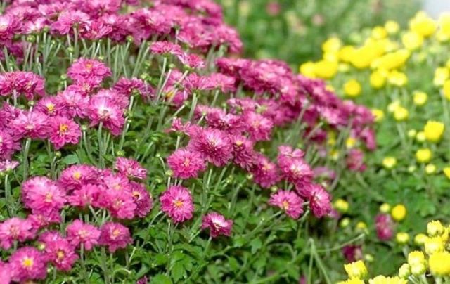 Les Chrysanthèmes Fleurs Dautomne Culture Et Entretien