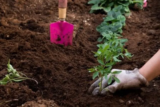 Quel terreau choisir pour votre bac potager ? Remplissez votre