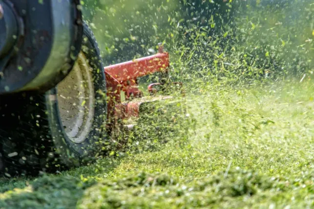 Faites usage de la technique du mulching pour vous débarrasser de la chute de tonte de pelouse dès la coupe