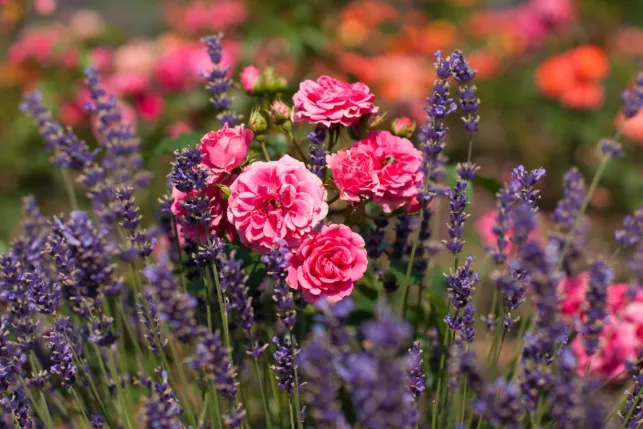 La lavande est un bon compagnon pour les rosiers