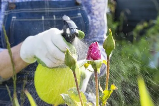 Verticilliose de jardin : quel traitement ?